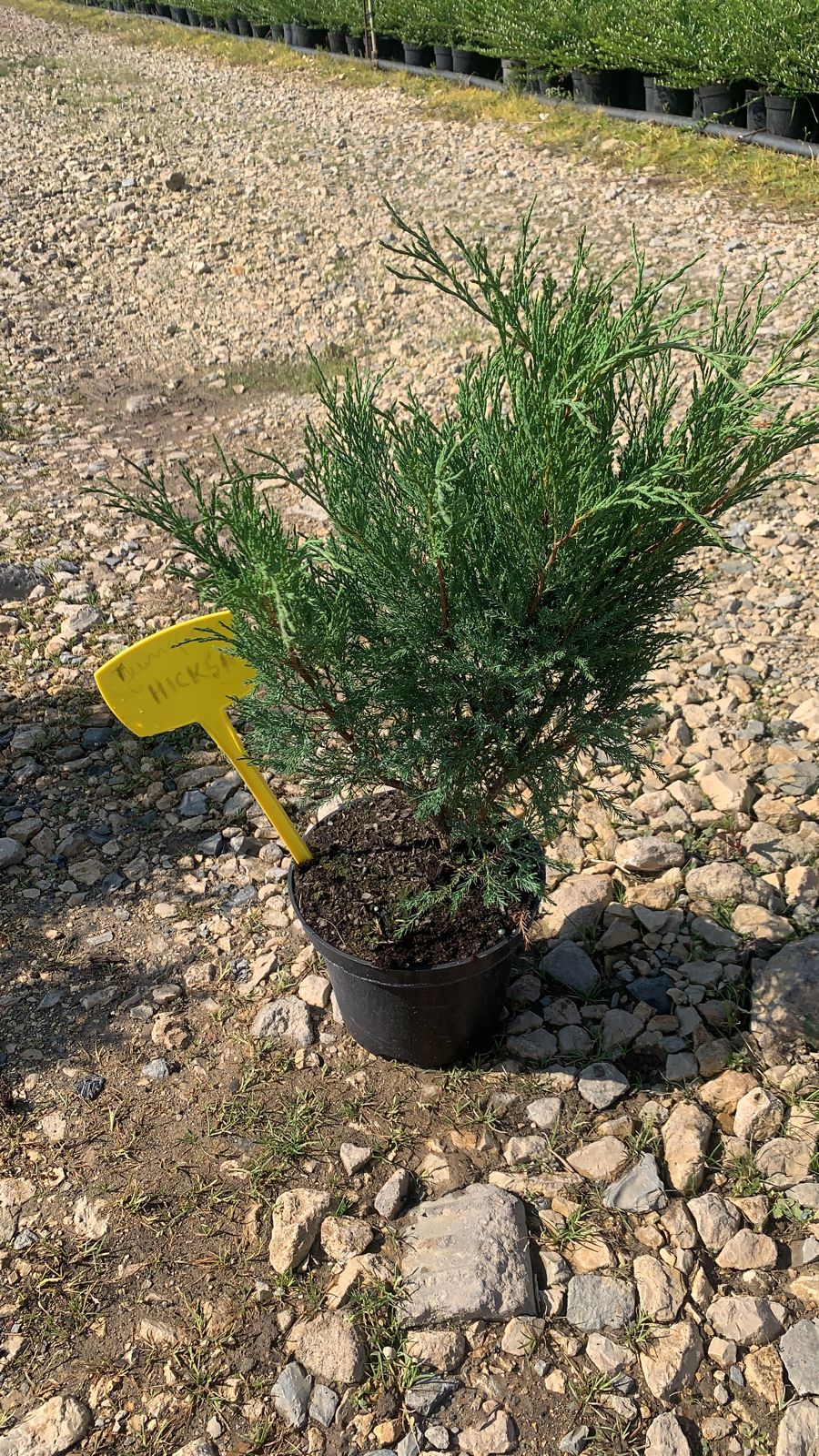 Можжевельник казацкий Хикси